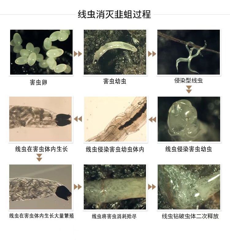 奈玛®昆虫病原线虫