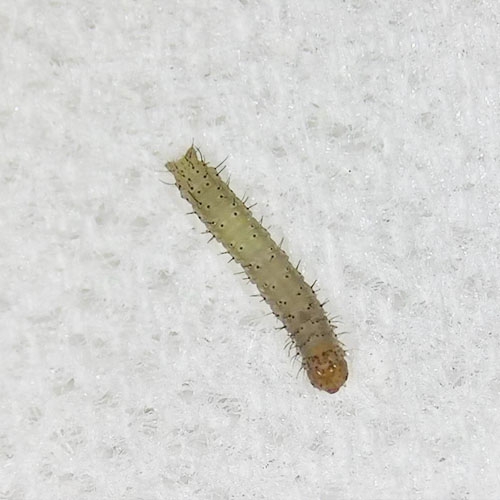 科云® 实验昆虫——小菜蛾