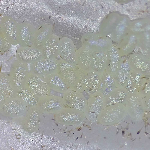 科云® 实验昆虫——小菜蛾